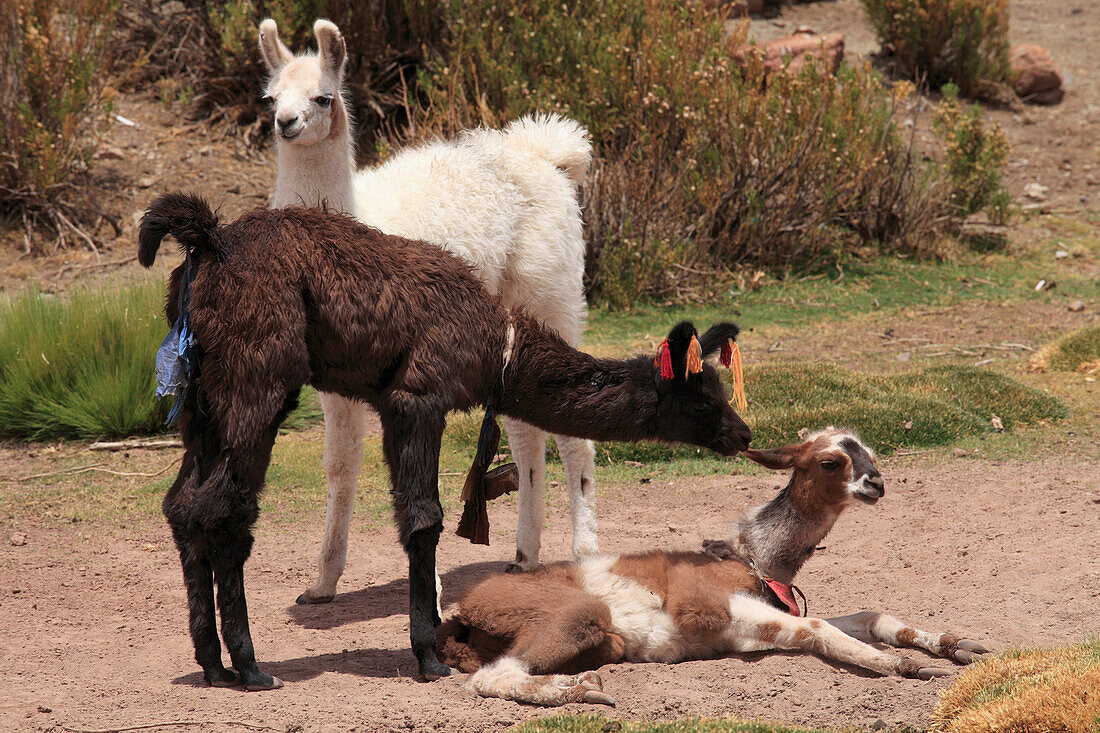 Llamas,lama glama,Chile,Region Antofagasta,Anden,Machuca,