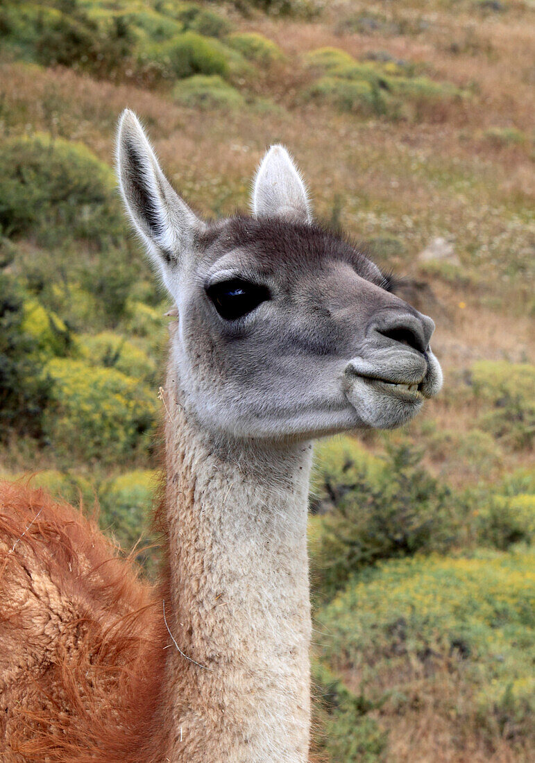 Chile,Magallanes,Torres del Paine,national park,guanaco,lama guanicoe,