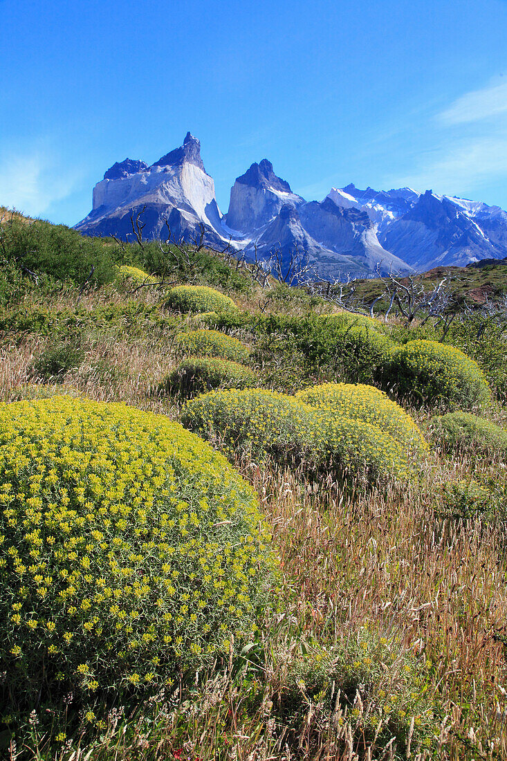 Chile,Magallanes,Torres del Paine,national park,Cuernos del Paine,flora,vegetation,