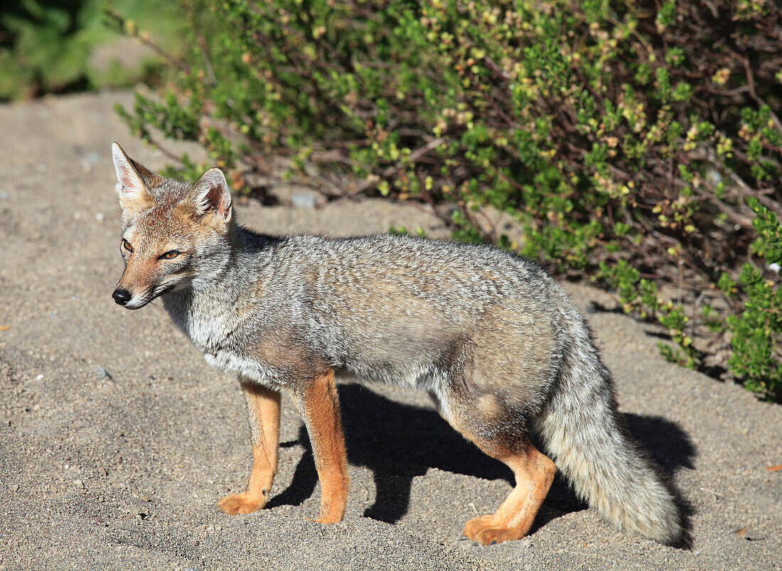 Chile,Seenplatte,Südamerikanischer Graufuchs,Lycalopex griseus,