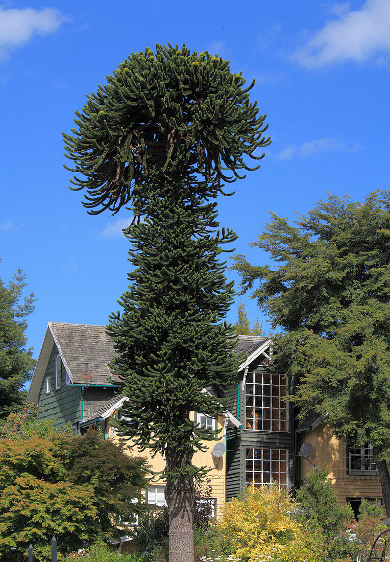 Chile,Seenplatte,Frutillar,araucaria Baum,araucaria araucana,