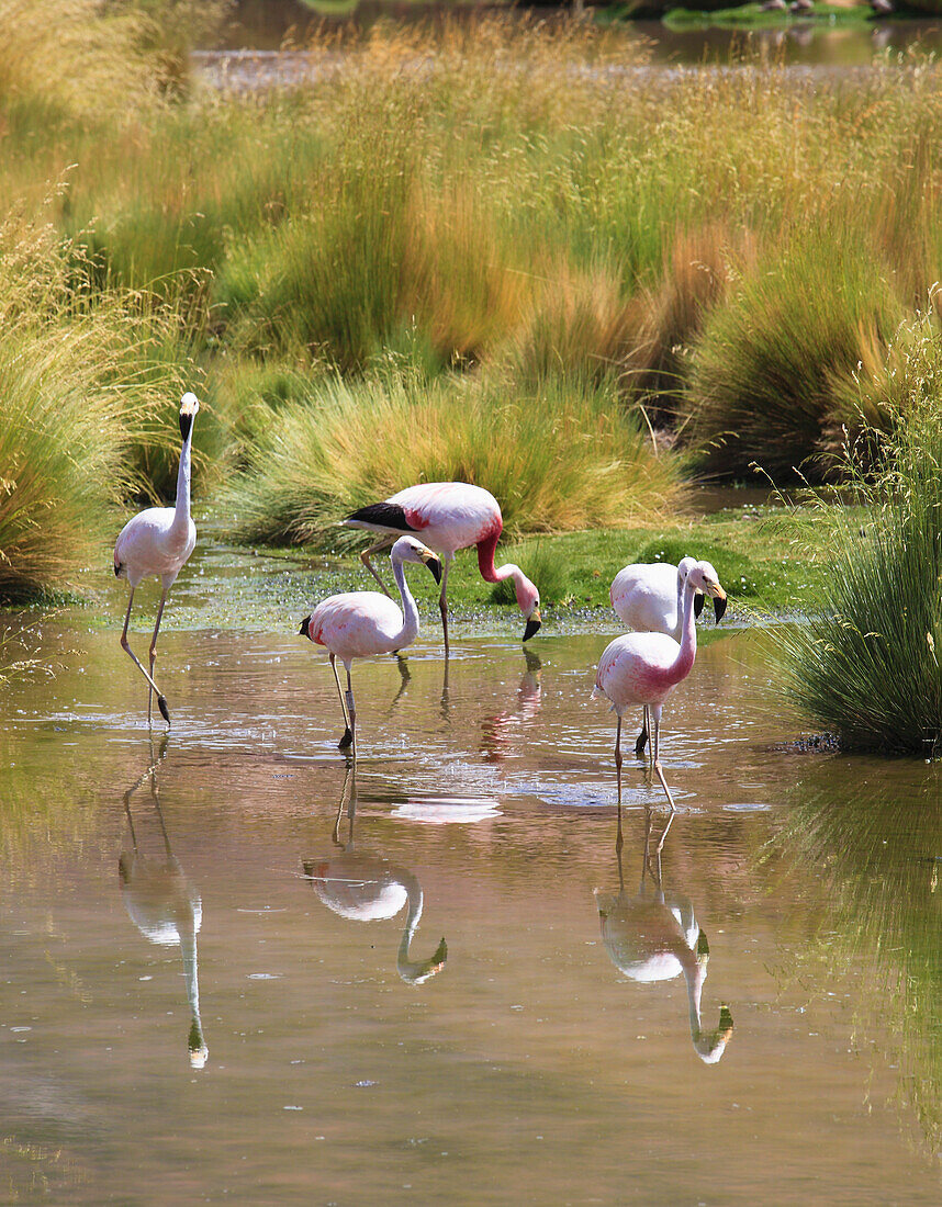 Andean flamingos,phoenicoparrus andinus,Andes,Atacama desert,Chile,