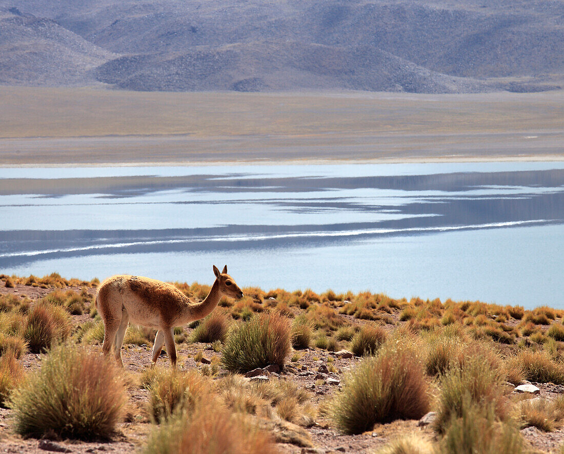 Chile,Antofagasta Region,Andes Mountains,Laguna Miscanti,vicuna,vicugna vicugna,