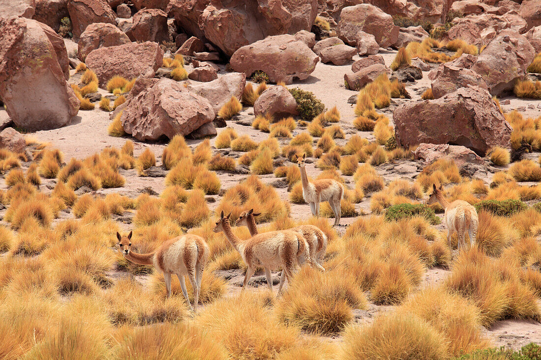 Chile,Antofagasta Region,Atacama Wüste,Vikunas,Vicugna vicugna,