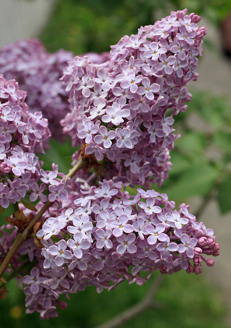 lilac flowers