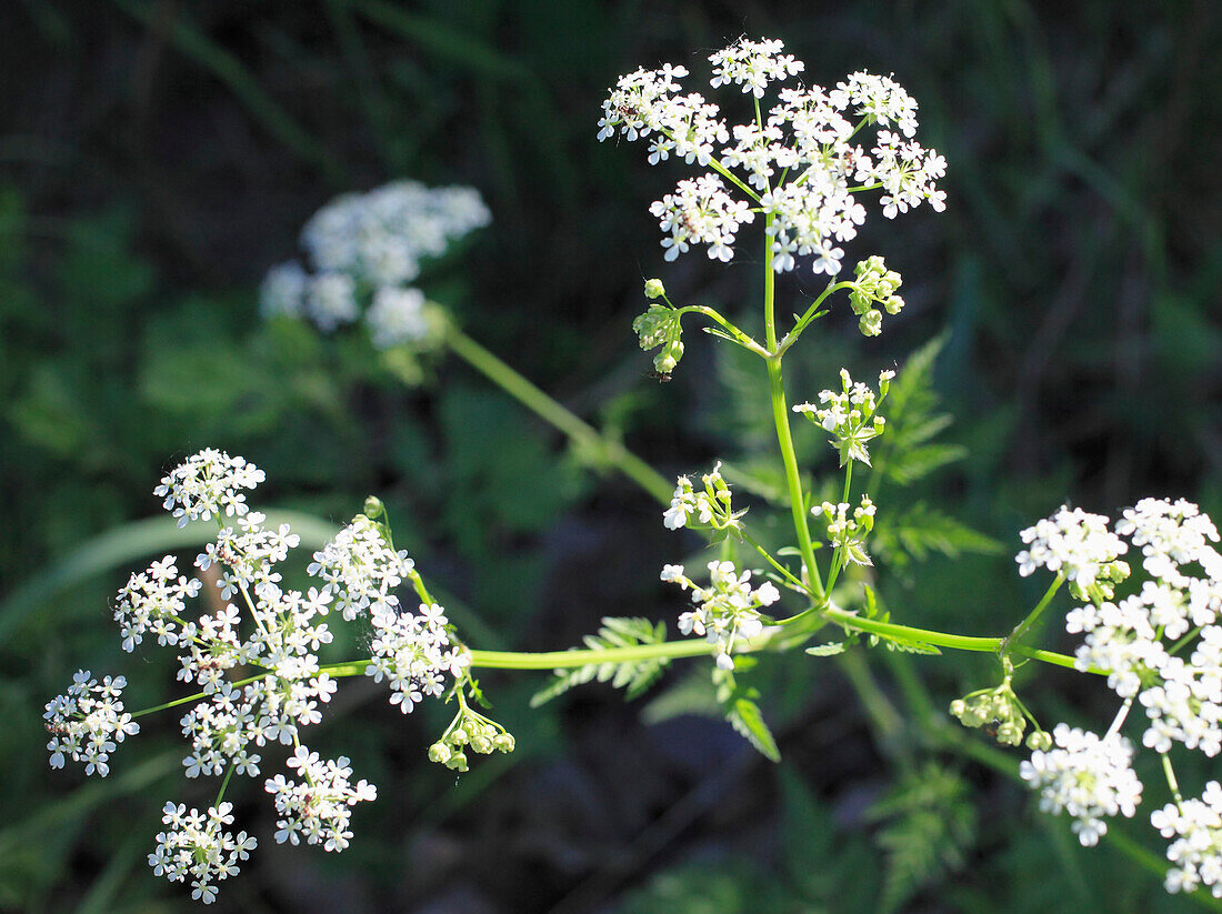 Giant hogweed,flowers,Heracleum mantegazzianum