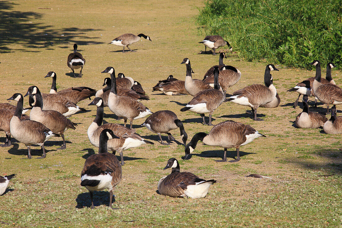 Canada,Quebec,Montreal,Canada geese,branta canadensis,