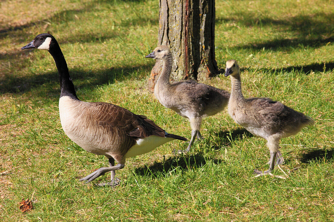 Kanada,Québec,Montreal,Kanadagans,branta canadensis,Gänseküken,