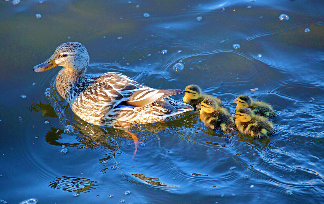 Kanada,Quebec,Montreal,Ente,Entenküken,