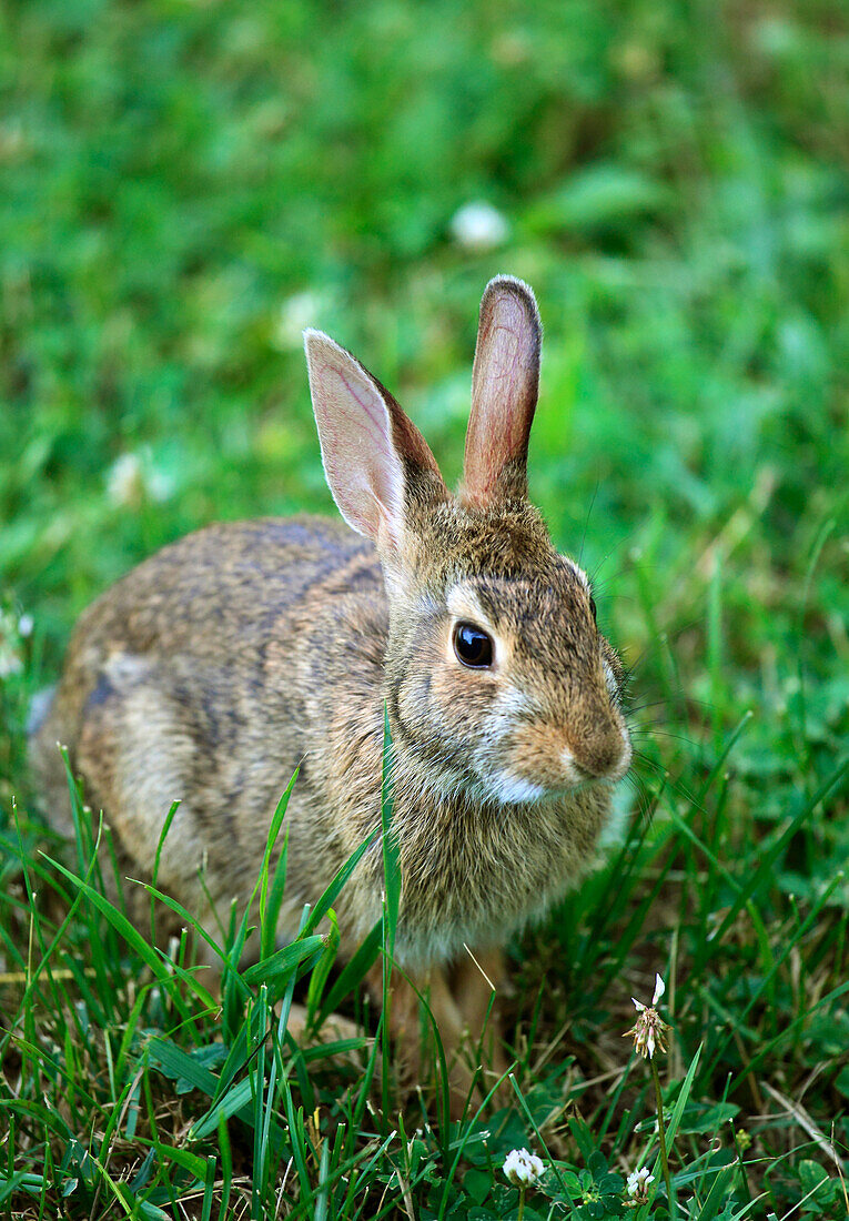 Eastern cottontail rabbit