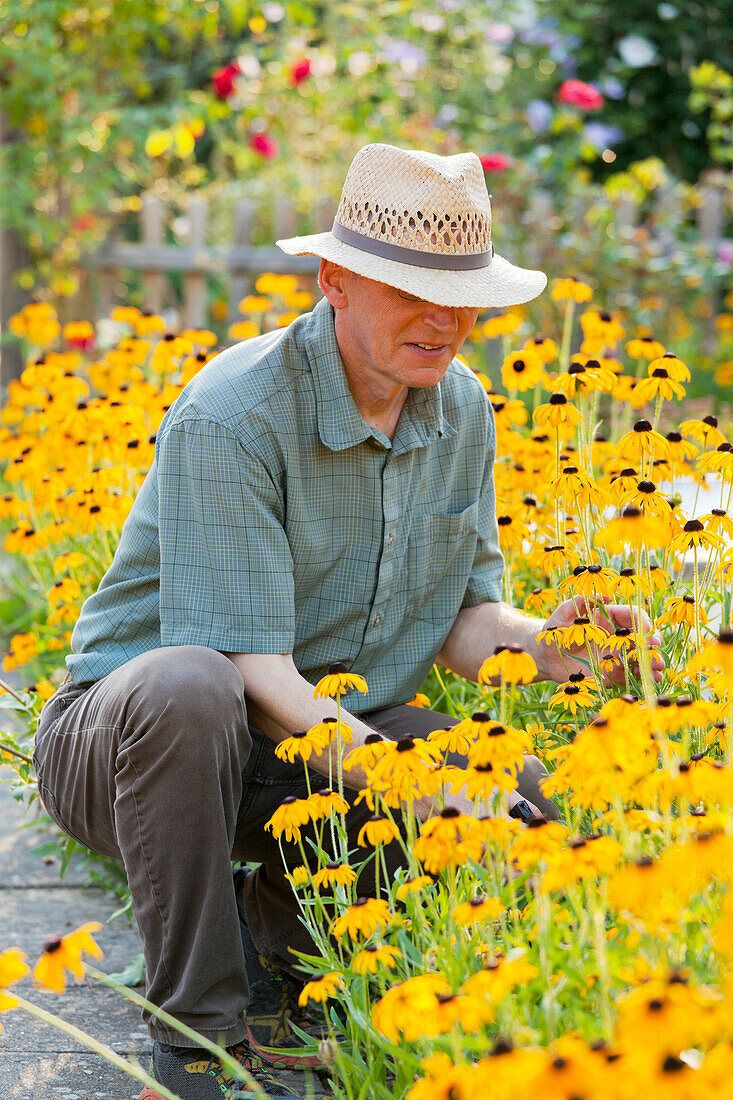 Gärtner erfeut sich an den Blüten des Sonnenhut, Rudbeckia Fulgida, Hagenbach, Rheinland-Pfalz, Deutschland