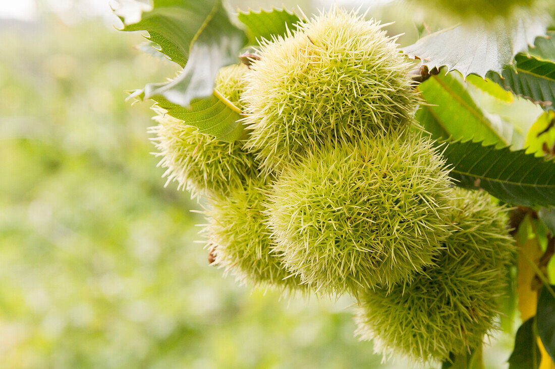 Reife Esskastanien, Castanea sativa, am Baum, Neustadt an der Weinstraße, Rheinland-Pfalz, Deutschland