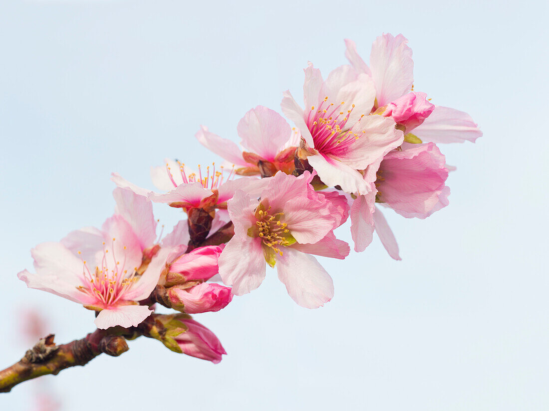 Almond blossoms in Gimmeldingen, Neustadt an der Weinstraße, Rhineland-Palatinate, Germany