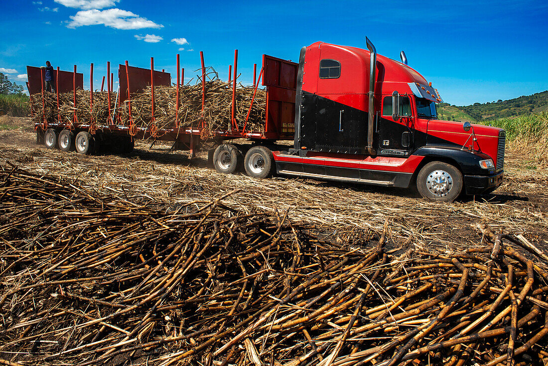 Truck in sugar cane field