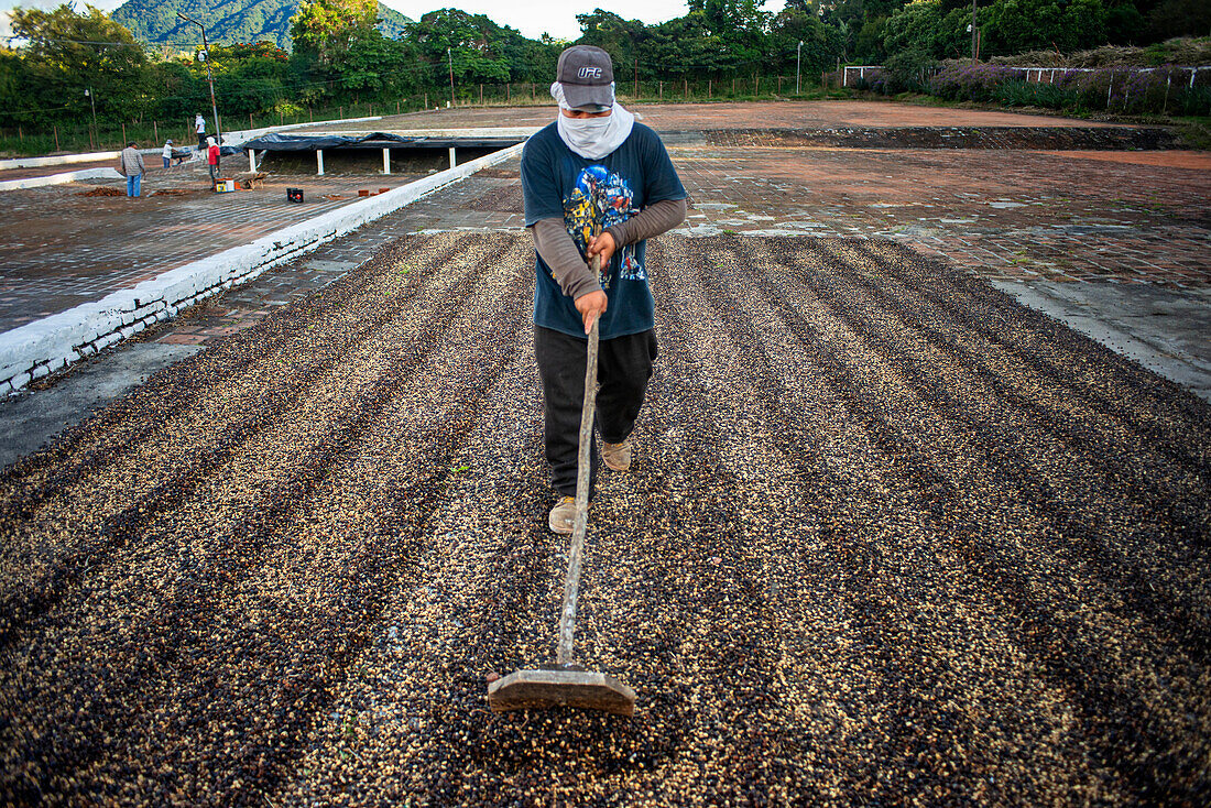 Workers in coffee plantation