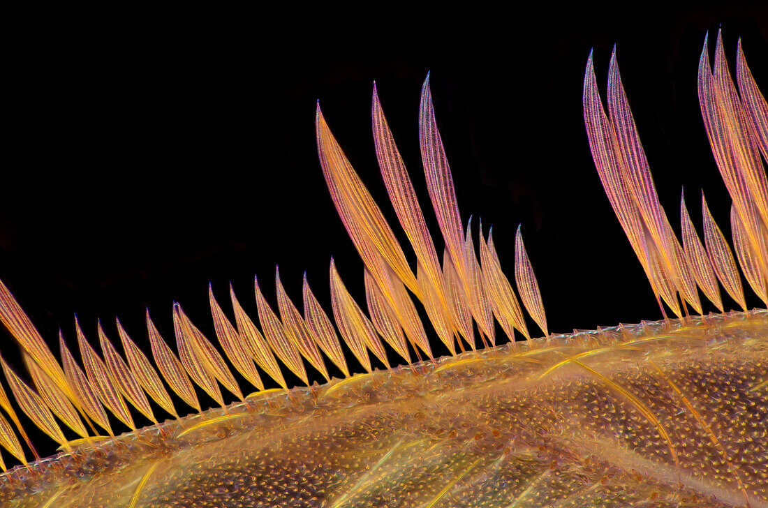 Mosquito wing, light micrograph