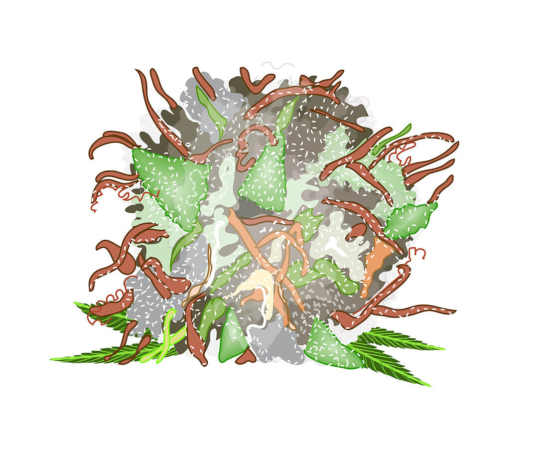 Cannabis bud, illustration