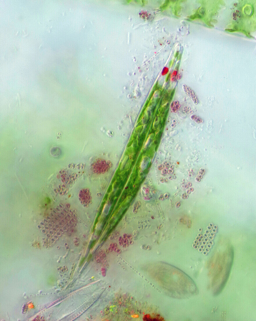 Euglena acus and purple bacteria, light micrograph