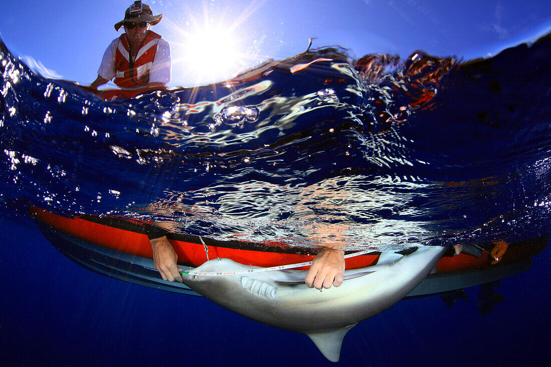 Scientists tagging Galapagos shark