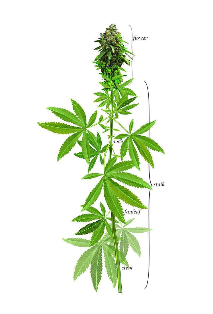 Cannabis plant, illustration