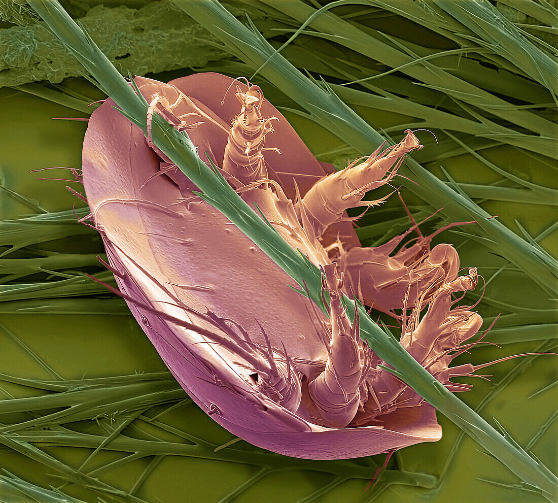 Bumblebee mite, SEM