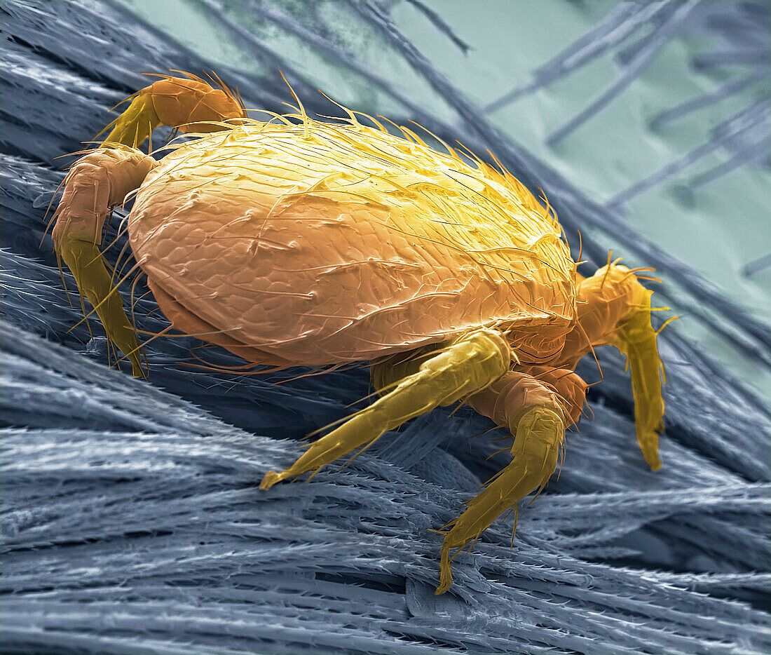 Bumblebee mite, SEM