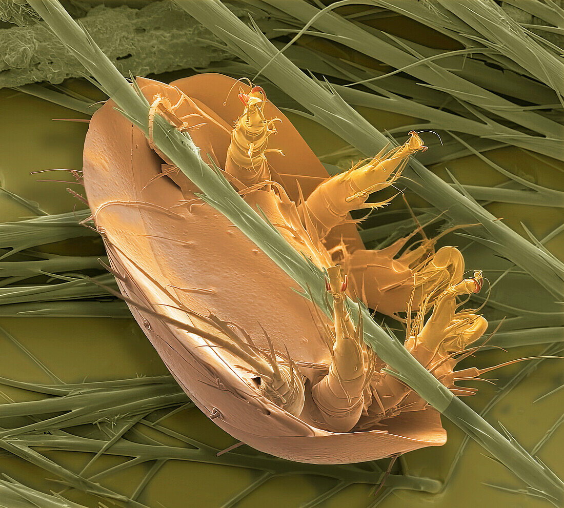 Bumblebee mite, SEM