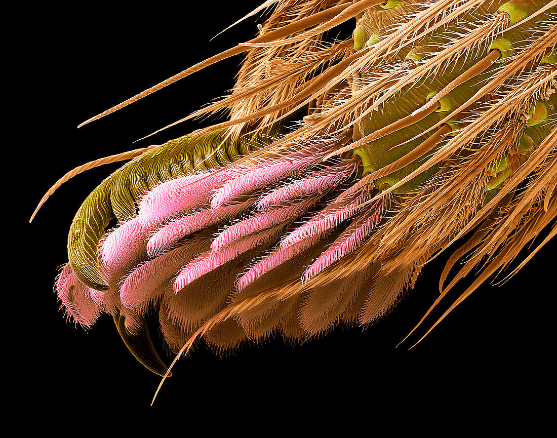 Spider's foot, SEM