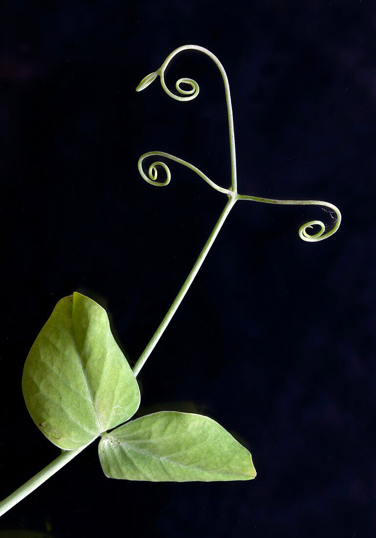 Lathyrus sp. shoot and tendrils