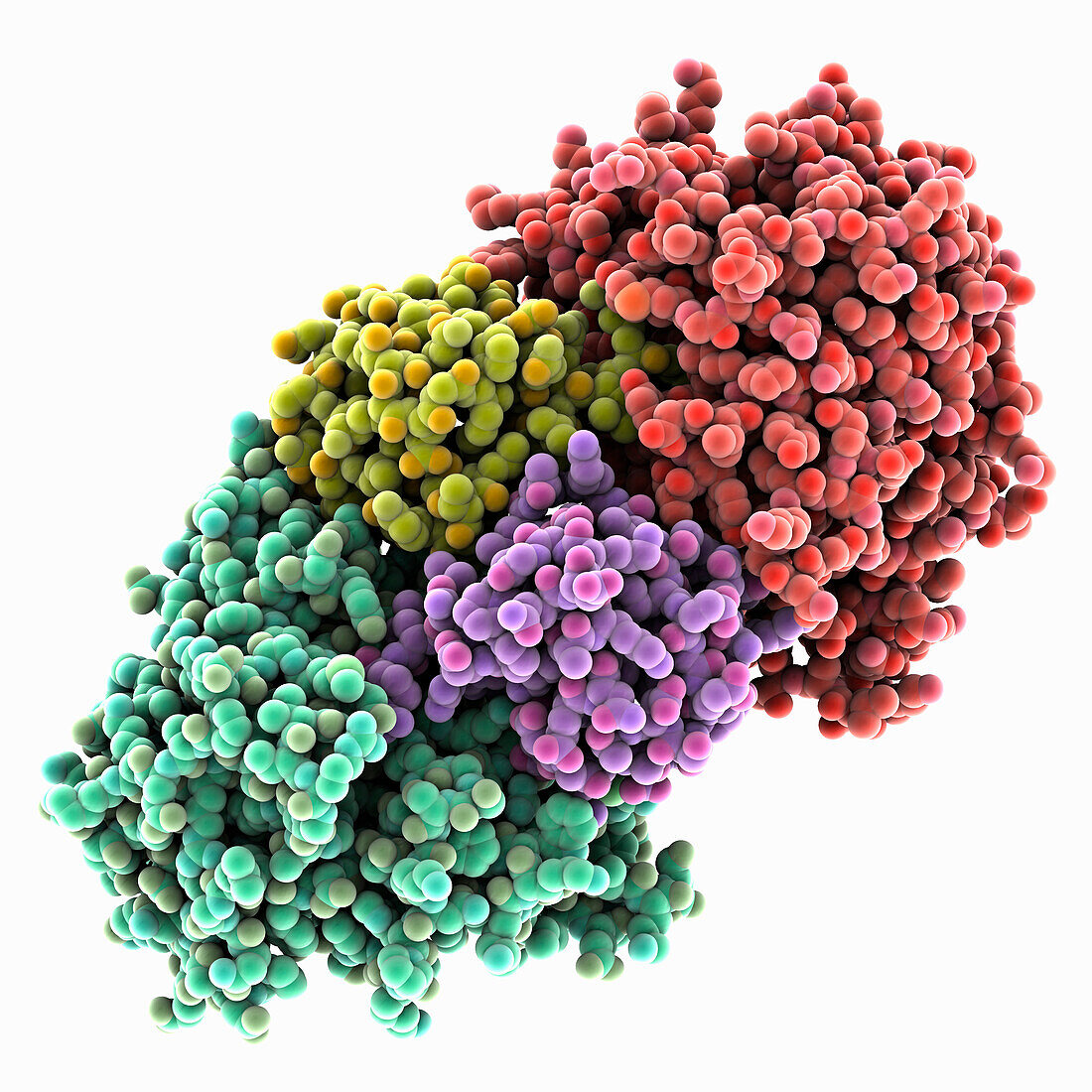 Legionella pneumophila type IV effector, molecular model