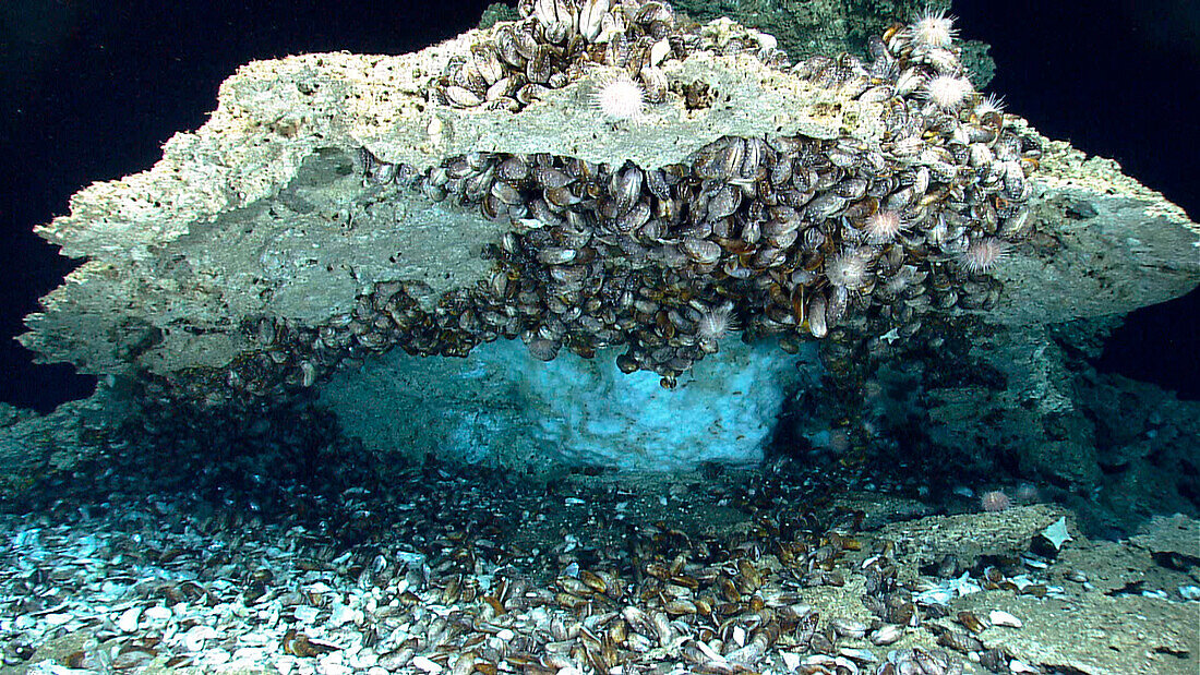 Mussels, sea urchins and methane ice on deep sea rocky overhang