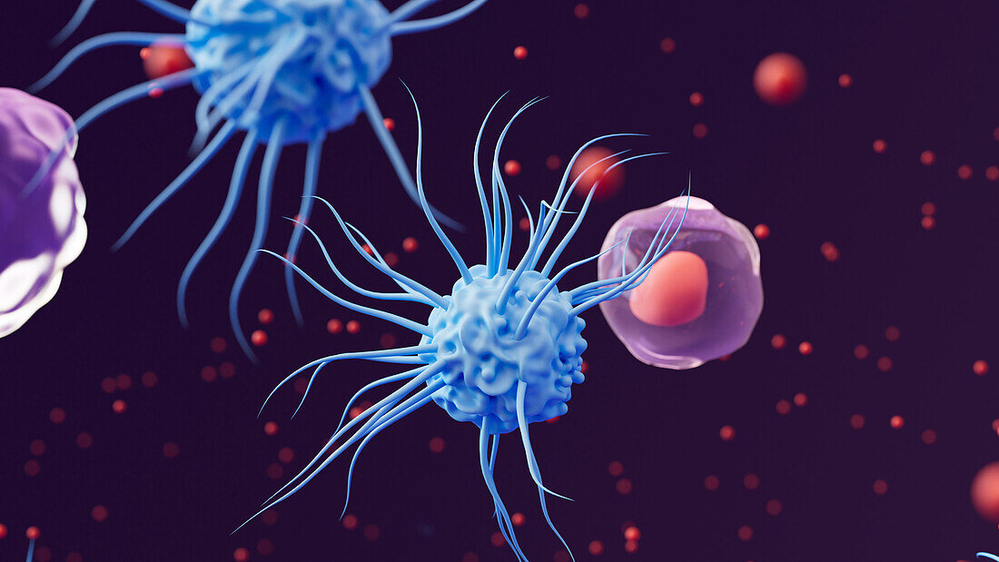 White blood cells and cytokines, illustration