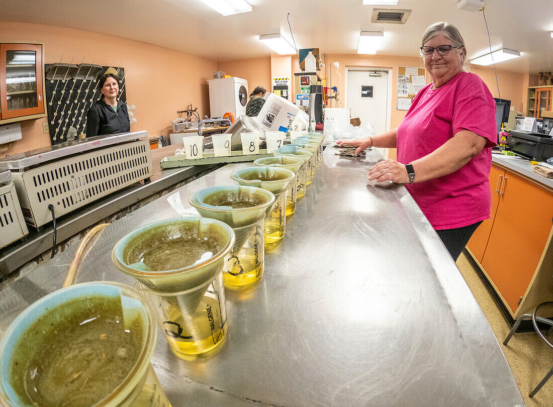 Researchers testing sugarcane (Saccharum sp.) samples for cane sugar content