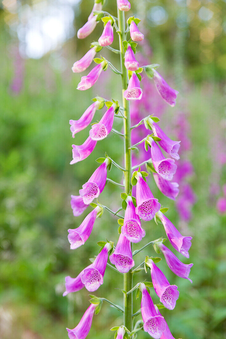 Red foxglove in a clearing in the Palatinate Forest, Edenkoben, Rhineland-Palatinate, Germany