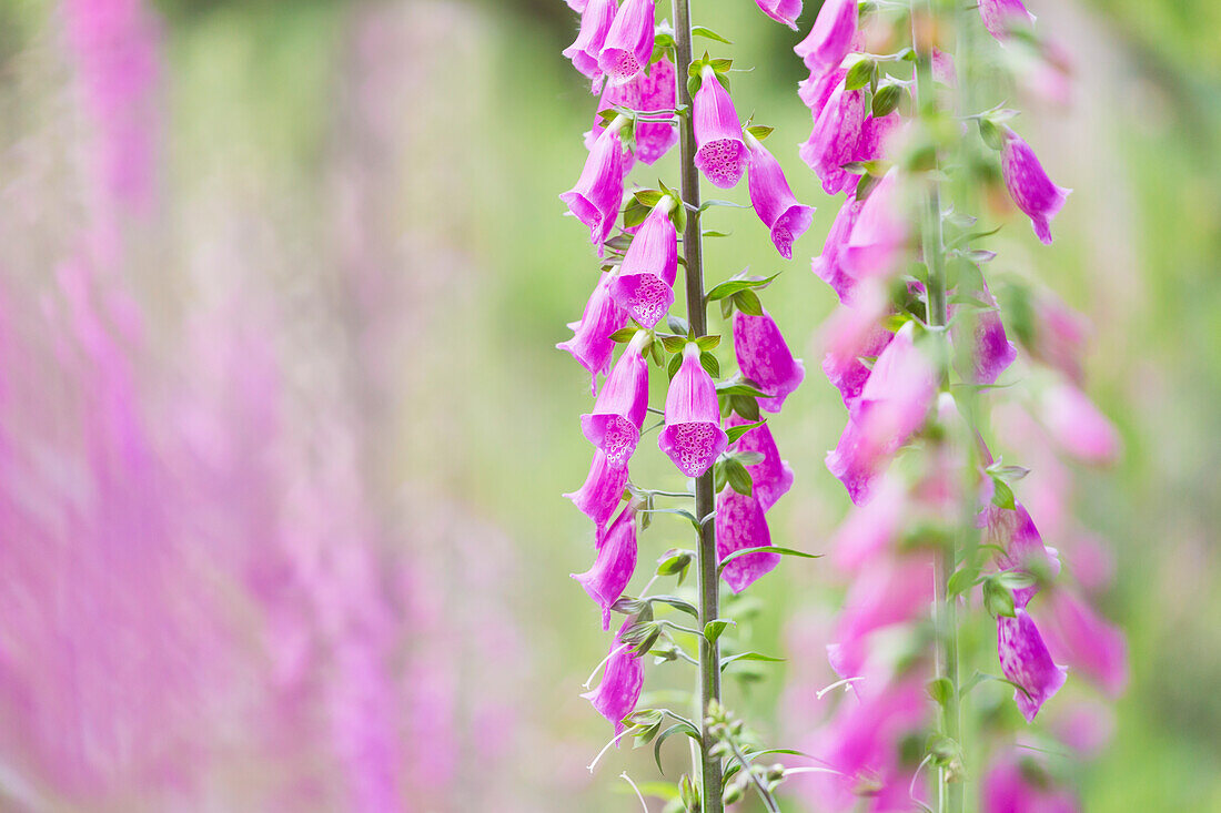 Red foxglove in a clearing in the Palatinate Forest, Edenkoben, Rhineland-Palatinate, Germany