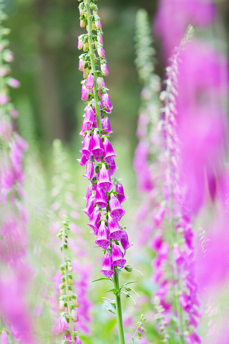 Red foxglove in a clearing in the Palatinate Forest, Edenkoben, Rhineland-Palatinate, Germany