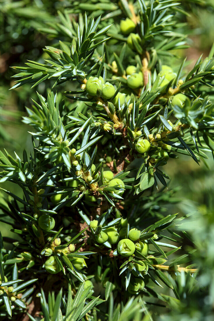 Young juniper bush with green berries on the branch