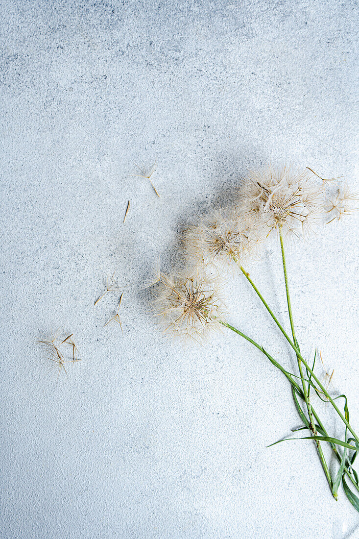 Faded dandelion flowers on a grey concrete background