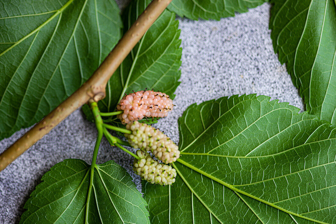 Mulberries on a branch with leaves