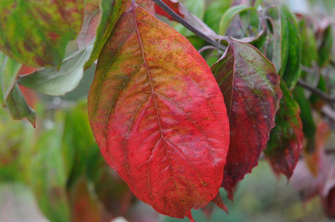 Cornus florida f. rubra