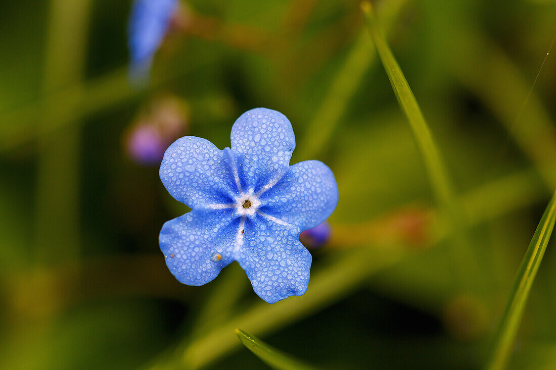 Flower of the Caucasian forget-me-not (Brunnera macrophylla)