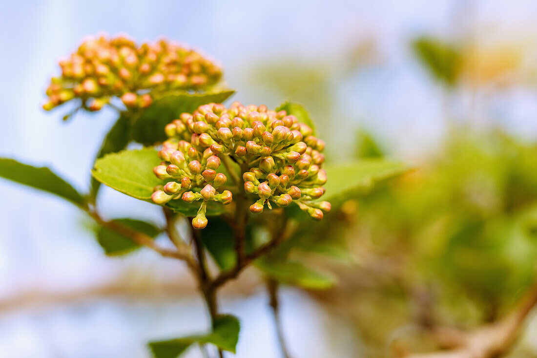 Großblumiger Duft-Schneeball (Viburnum carlcephalum) mit Blütenknospen, Portrait