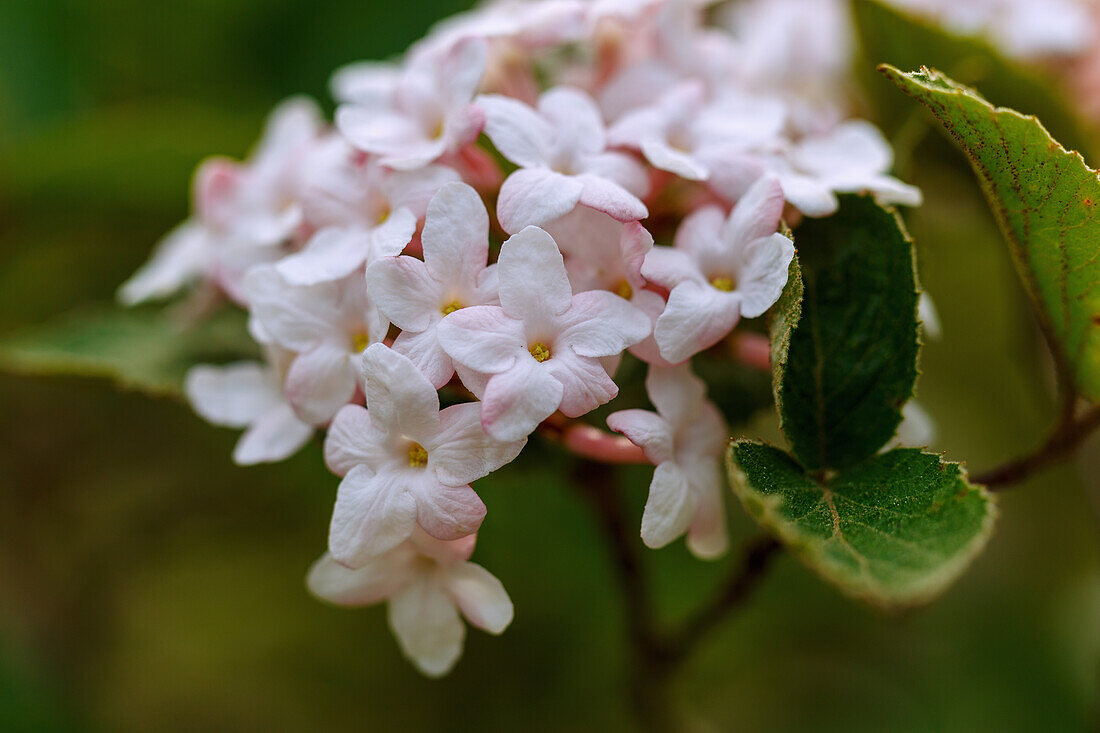 Flower of Judd's snowball (Viburnum x juddii Rehder)