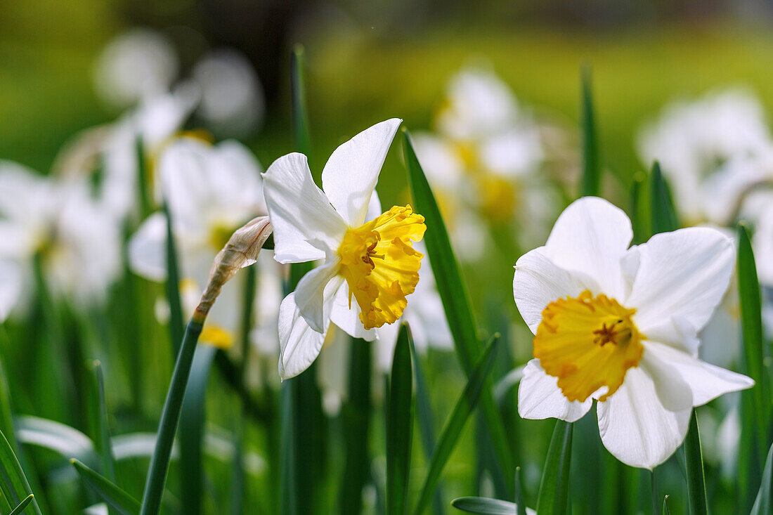 Schmetterlings-Narzissen (Narcissus Jeanne d' Arc) im Gartenbeet, Portrait