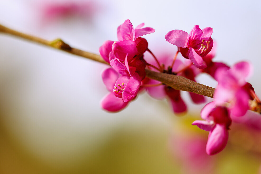 Blühender Chinesischer Judasbaum (Cercis chinesis Bunge), Chinesische Rotknospe, Portrait