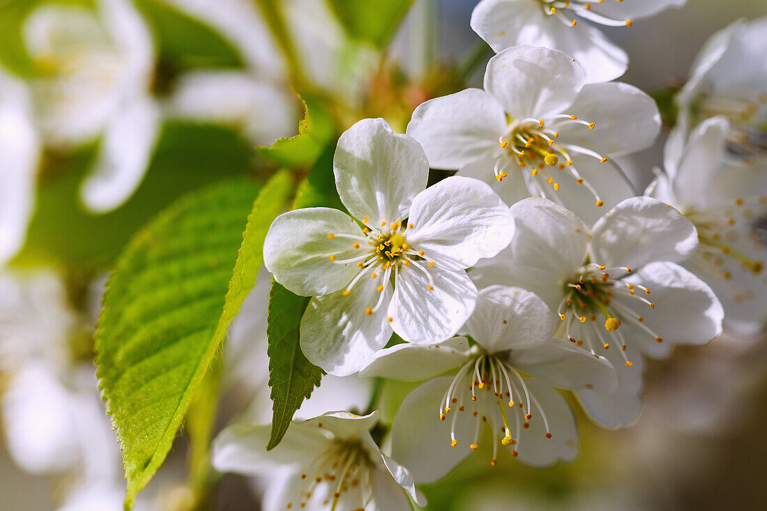 Flowering sweet cherry (Prunus avium), sweet cherry