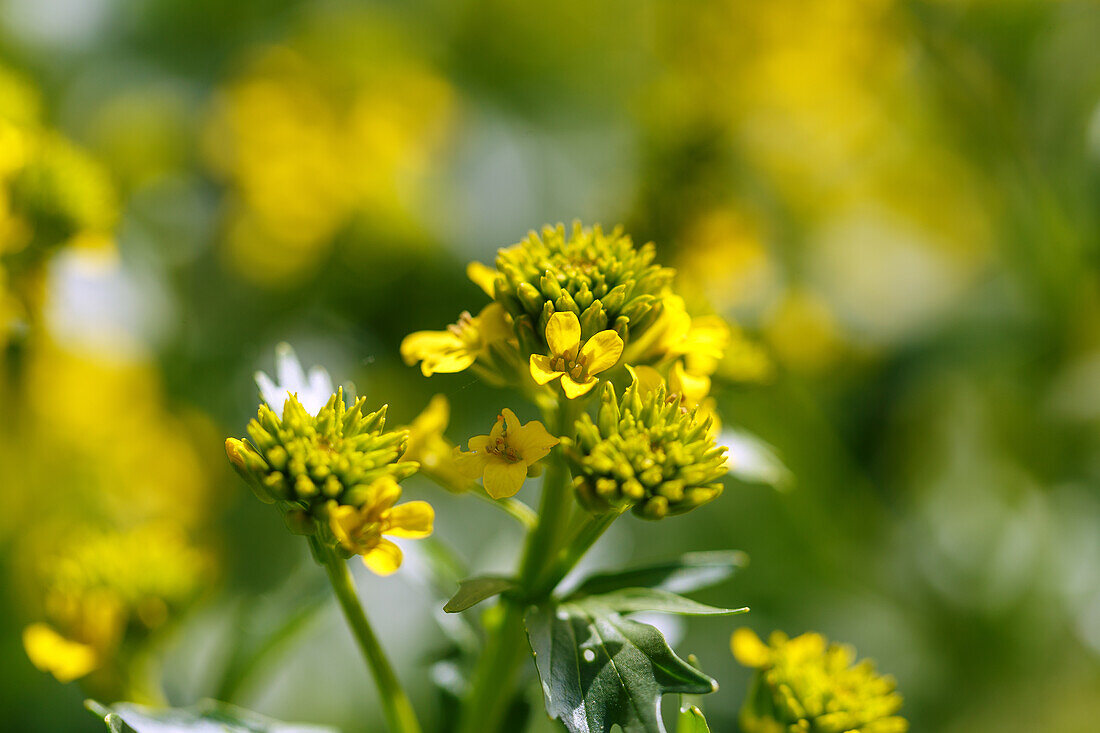 Common barbara (Barbarea vulgaris, winter cress, true winter cress, barbara herb, true barbara herb) in the vegetable patch in the garden