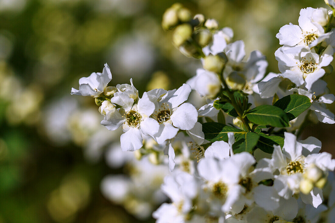 blühende Chinesische Blumenspiere Rehder (Exochorda racemosa), Chinesische Radspiere, Sparrige Prunkspiere, Weißer Fleddisch)