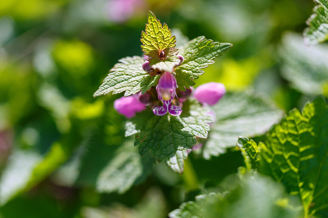 Flowering spotted deadnettle (Lamium maculatum)