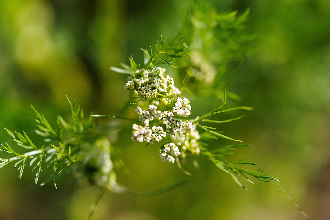 Caraway (Carum carvi, meadow caraway, common caraway) in the herb bed in the garden